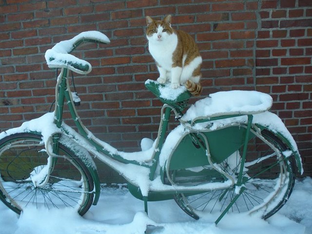 kat op fiets.JPG