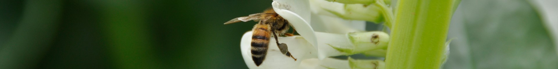 Header bijen