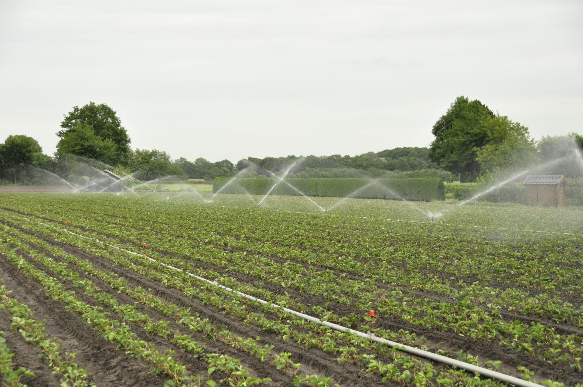 water droogte west-brabant-beregenen-aardbei--aardbeiplanten--aardbei-aanplant-(2)
