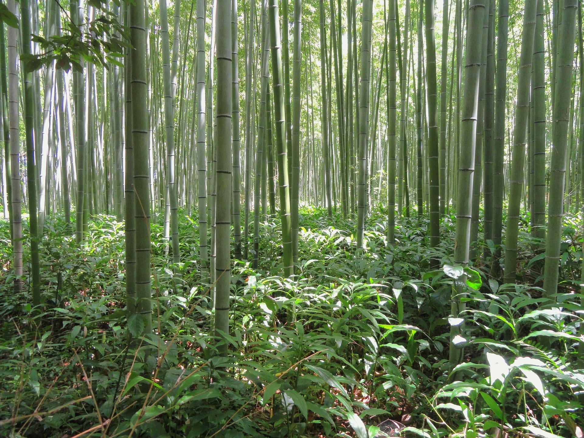 Bamboe-achtergrond_Carbon-farming_NLgroen
